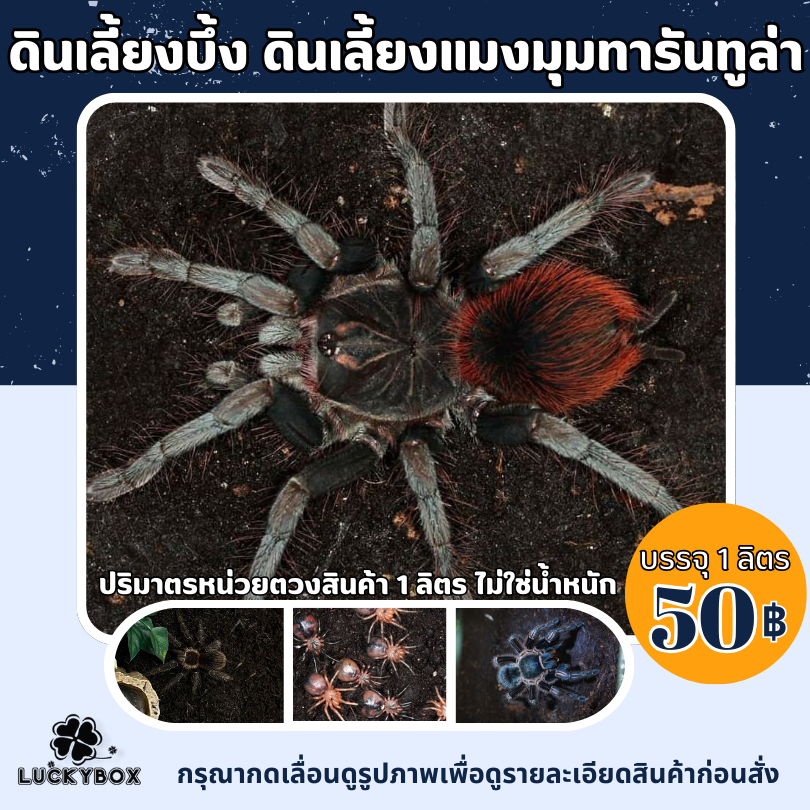 ดินเลี้ยงบึ้ง ดินเลี้ยงแมงมุม แมงมุมทารันทูล่า 1 ลิตร 50 บาท