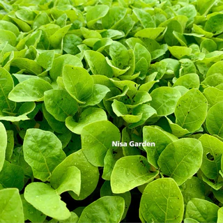 Nisa Garden ต้นกล้ามะเขือเปราะ F1 น้ำหยด ราชบุรี แข็งแรง โตเร็ว 🔥(ซื้อ 10 แถมฟรี 2)🔥