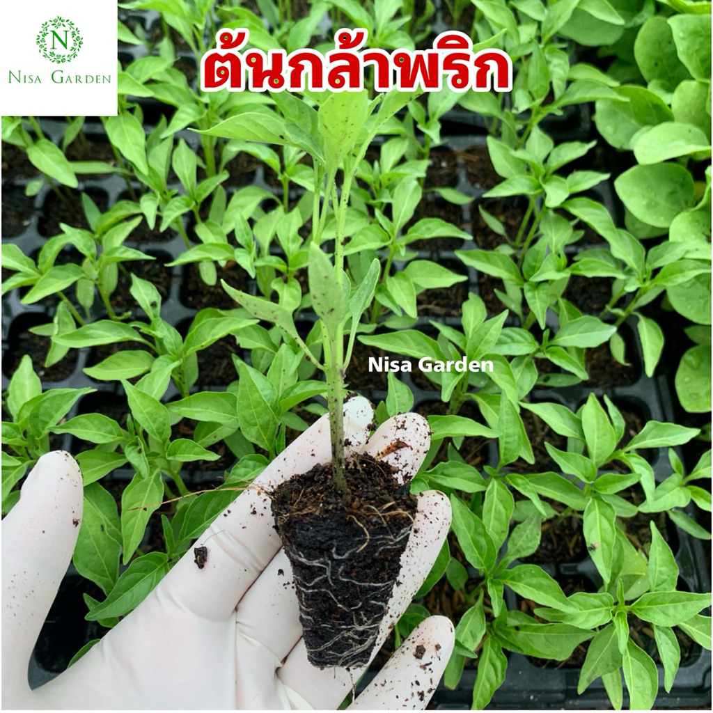 ต้นกล้าพริก อัมพวา ทนโรค ผลใหญ่ดก🔥(ซื้อ 10 แถมฟรี 2 )🔥