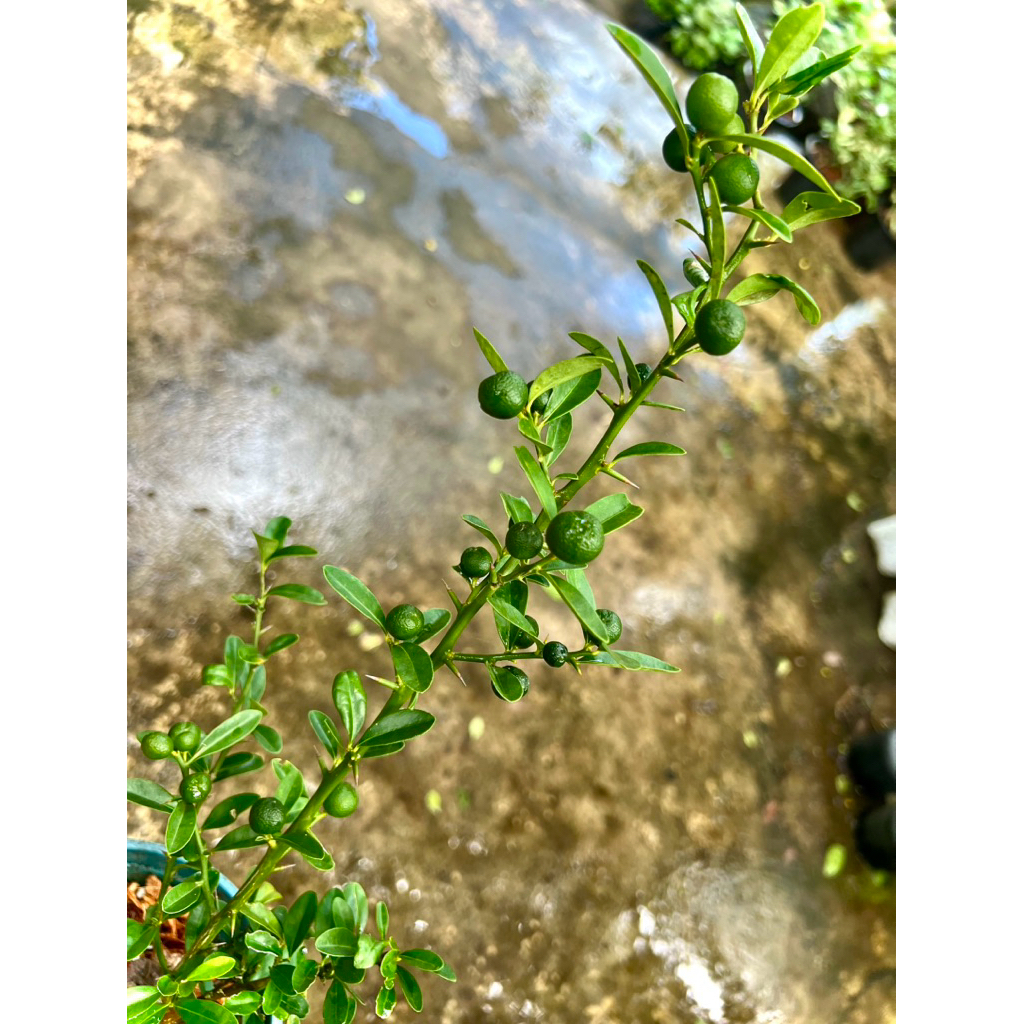 Japanese Yuzu🇯🇵Yuzu Citrus ต้นส้ม ยูซุ พันธุ์ลูกเล็กผลสีเหลือง เปลือกหอม ทำอาหารเครื่องดื่มมีวิตามินซีสูงต้านอนุมูลอิสระ - รูปที่ 3