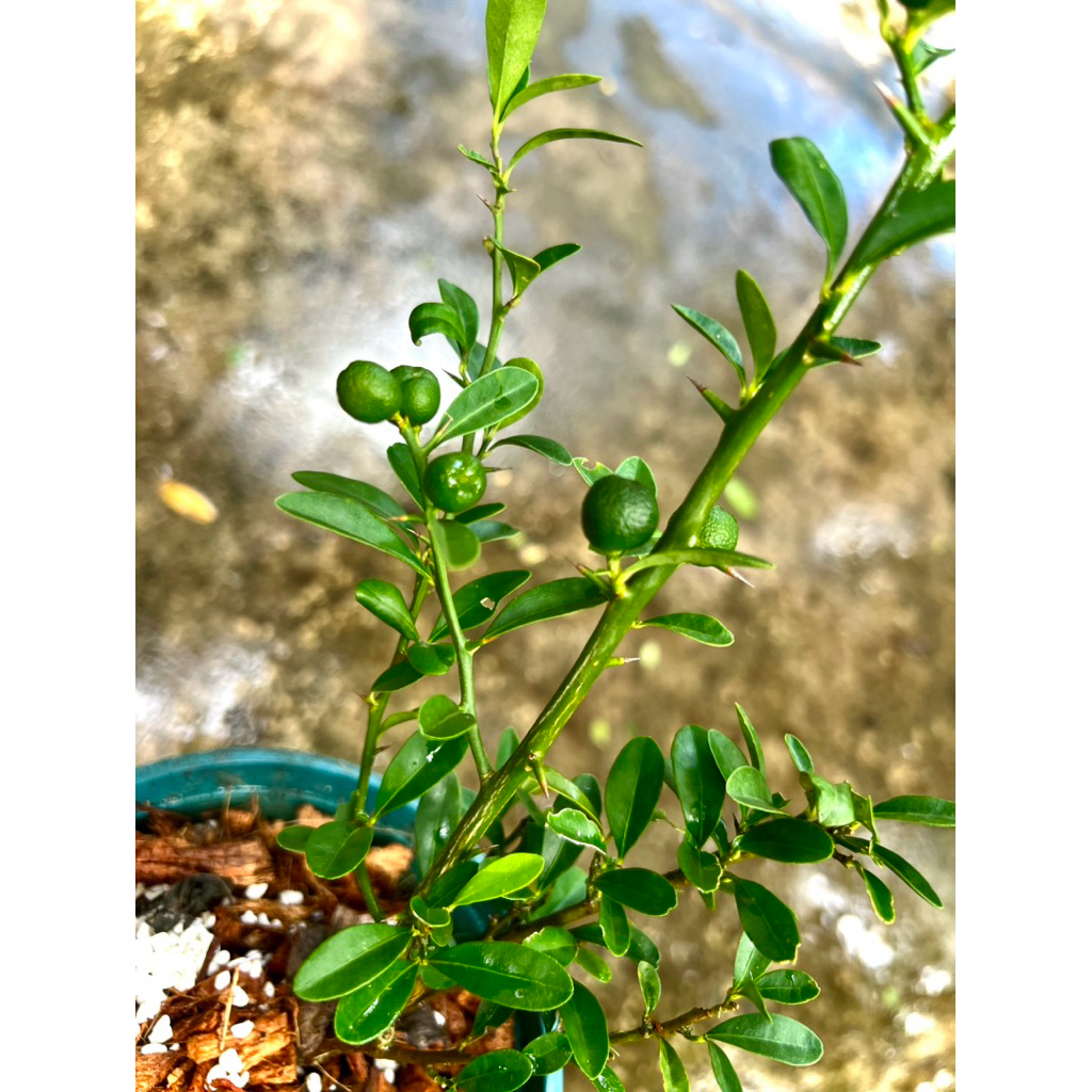 Japanese Yuzu🇯🇵Yuzu Citrus ต้นส้ม ยูซุ พันธุ์ลูกเล็กผลสีเหลือง เปลือกหอม ทำอาหารเครื่องดื่มมีวิตามินซีสูงต้านอนุมูลอิสระ - รูปที่ 4