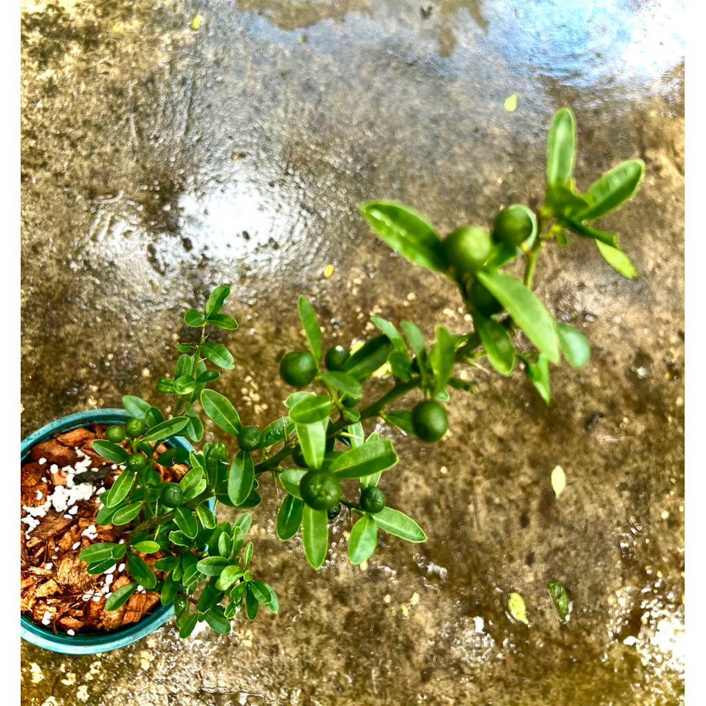 Japanese Yuzu🇯🇵Yuzu Citrus ต้นส้ม ยูซุ พันธุ์ลูกเล็กผลสีเหลือง เปลือกหอม ทำอาหารเครื่องดื่มมีวิตามินซีสูงต้านอนุมูลอิสระ - รูปที่ 5