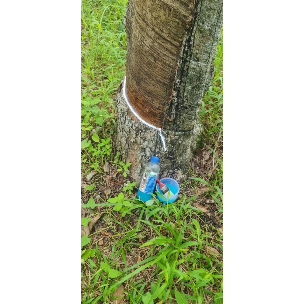 ปุ๋ยน้ำสกัด ฟินพาราบำรุงหน้ายางพารา เพิ่มน้ำยางพารา(ของแท้100%) แถมฟรีแปรงทาทุกขวด - รูปที่ 3