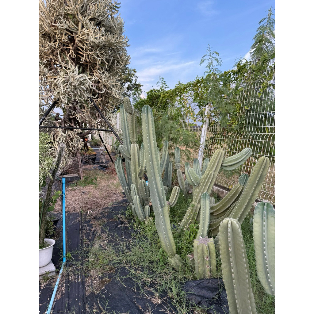 จามาคารูไร้หนาม  cereushidmannianus Cereus jamacaru ตกแต่งสวน ทานผลได้
