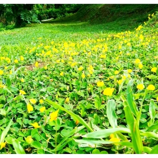 เมล็ดพันธุ์ถั่วบราซิล [500 เมล็ด] ตกแแต่งสวน สนามหญ้า พืชคลุมดิน