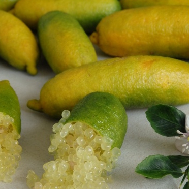 ต้นมะนาวนิ้วมือ มะนาวคาเวียร์ Finger lime พันธุ์ NEW YELLOW ลำต้นสูง 30 ซม