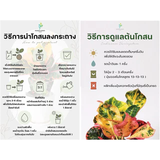 ต้นโกสนพันธุ์ "แผ่นดินทอง" ไซส์กระถาง 8" (ยอดเดี่ยว) ซื้อ 10 แถม 1 (จัดส่งแบบถอดกระถาง+รับประกันสินค้า)