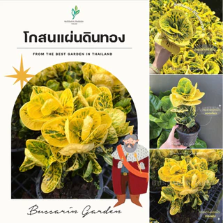 ต้นโกสนพันธุ์ "แผ่นดินทอง" ไซส์กระถาง 8" (ยอดเดี่ยว) ซื้อ 10 แถม 1 (จัดส่งแบบถอดกระถาง+รับประกันสินค้า)