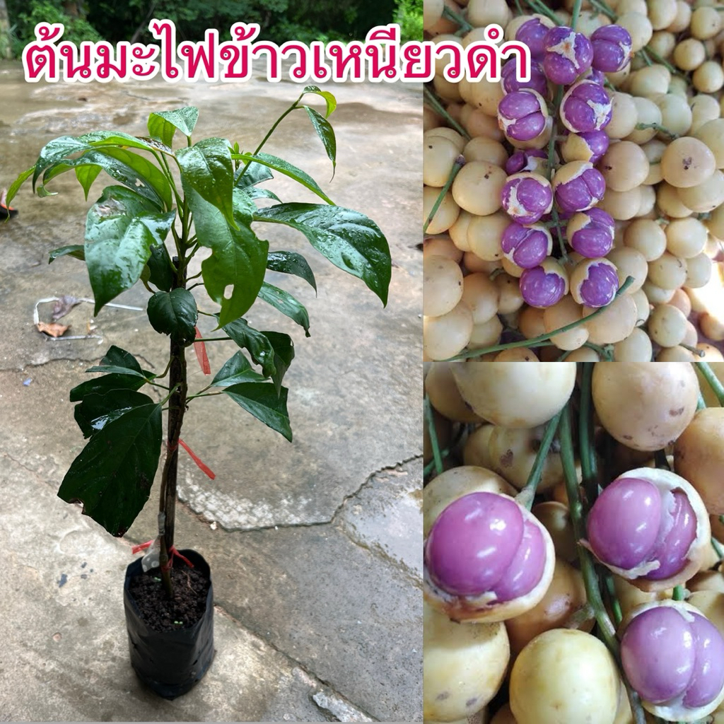 ต้นมะไฟข้าวเหนียวดำ ต้นกิ่งตอน ต้นสูงสวยๆพร้อมส่ง