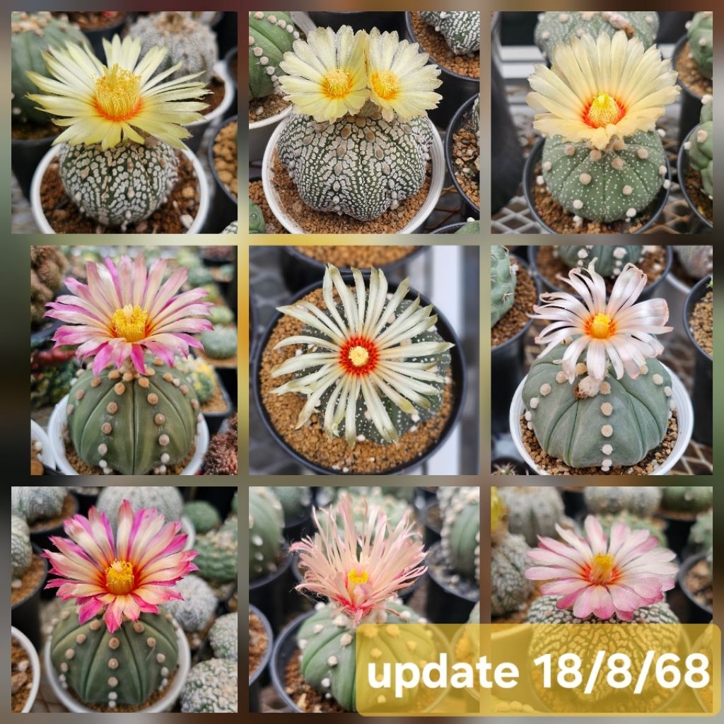 แอสโตร  astro ราคาเบาๆ