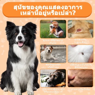 Popoo แพ็คสุดคุ้ม 2สูตร โปรไบโอติกสำหรับสุนัข และ Flea & Tick Prevention for Dogs วิตามินหมา ขนมสุนัข สำหรับสุนัขทุกวัย