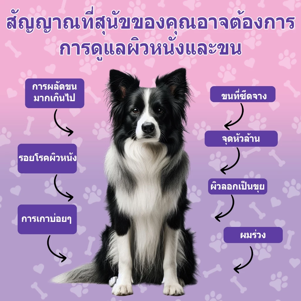 Popoo Skin & Coat Support for Dogs ขนมสุนัขบำรุงผิวหนังและขน สำหรับสุนัขทุกวัย อาหารเสริมสุนัข 120 แคปซูล thumbnail 4