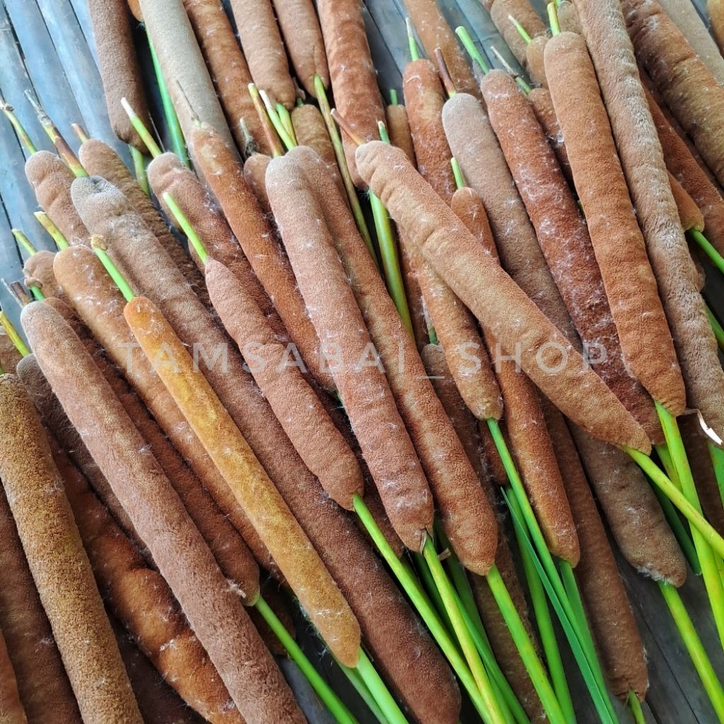 ฝักธูปฤาษี ธูป เมล็ดพันธุ์ธูปฤาษี  (ชุด5ฝัก) ตัดปักประดับ
