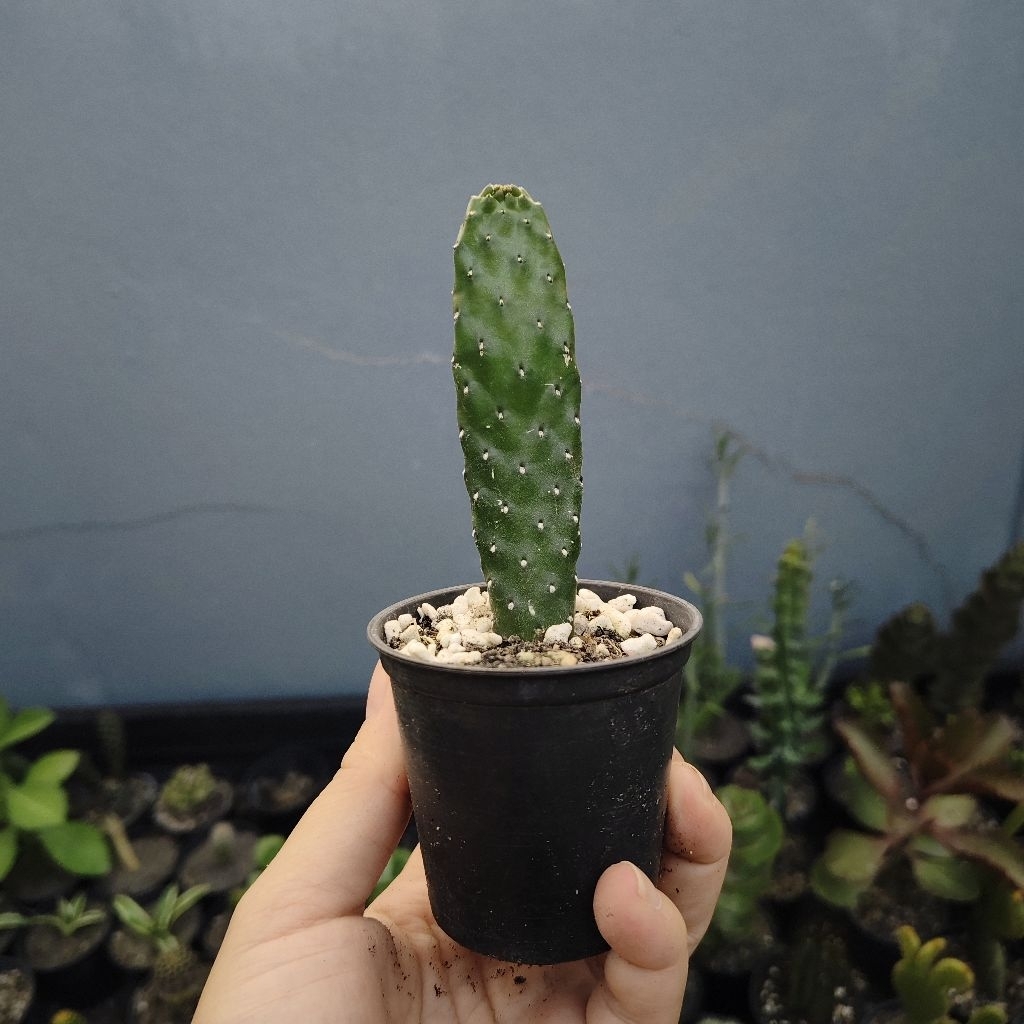โอพันเทีย คอนโซเล่ Opuntia consolea ชำรากแล้ว