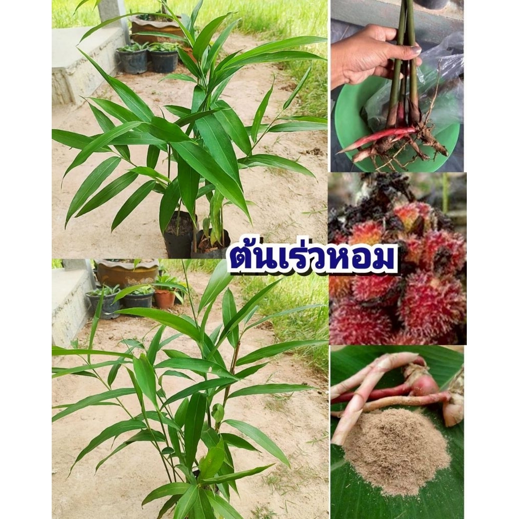 ต้นเร่วหอม ,หมากเเหน่ง ,หมากเนิง,หมากอี้ พืชสมุนไพร เครื่องเทศหอม และผักพื้นบ้าน ต้นชำถุงพร้อมปลูก เสียหายยินดีเคลมฟรี