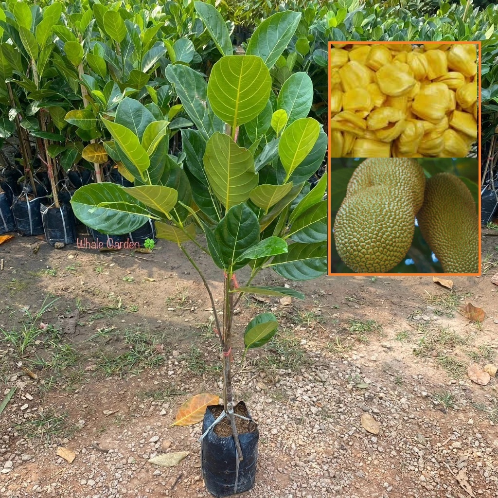 ต้นขนุน พันธุ์ ขนุนทองประเสริฐ (Jackfruit) ทาบกิ่ง ต้นสวย ให้ผลเร็ว 1 ปี (รับประกัน ส่งใหม่ฟรี หากสินค้าเเสียหาย!!)