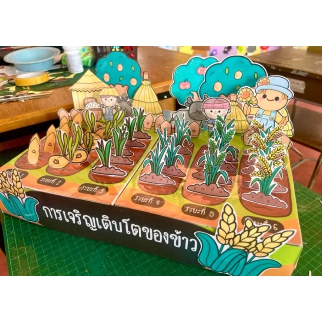 ✅สื่อการสอนโมเดลการเจริญเติบโตของข้าว ขนาด a3