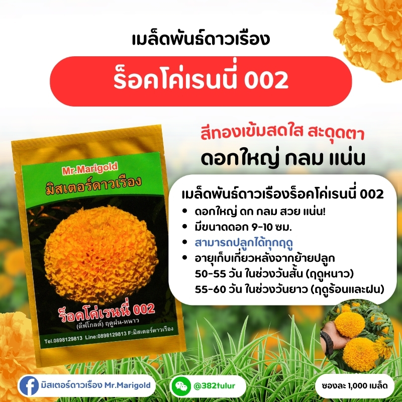 เมล็ดพันธุ์ดาวเรืองร็อคโค่เรนนี่ 002 สีทองเข้ม (1,000 เมล็ด) / มิสเตอร์ดาวเรือง