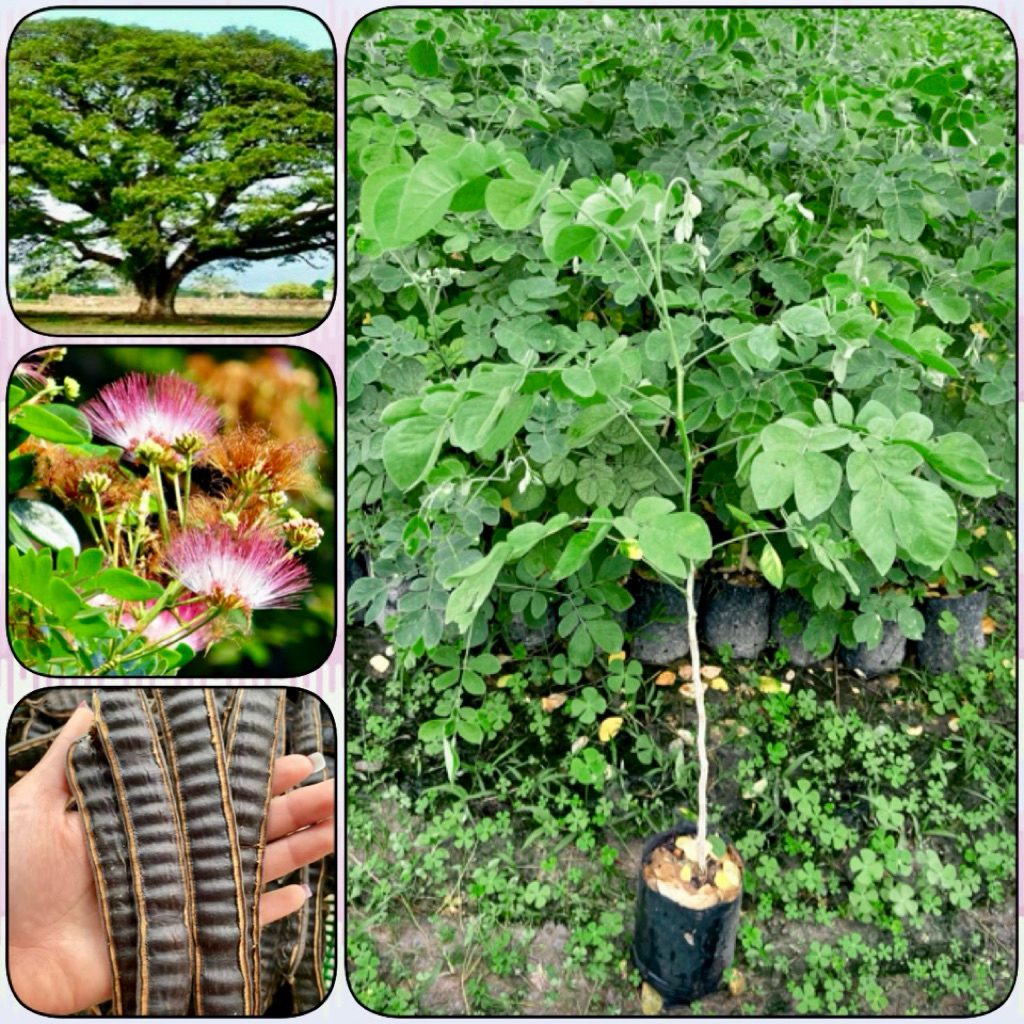 ต้นจามจุรี ต้นก้ามปู ต้นฉำฉา ไม้เศรษฐกิจ ไม้ยืนต้น ให้ร่มเงา (สูง 60-70cm) ต้นแข็งแรง พร้อมปลูก – โปรปัง