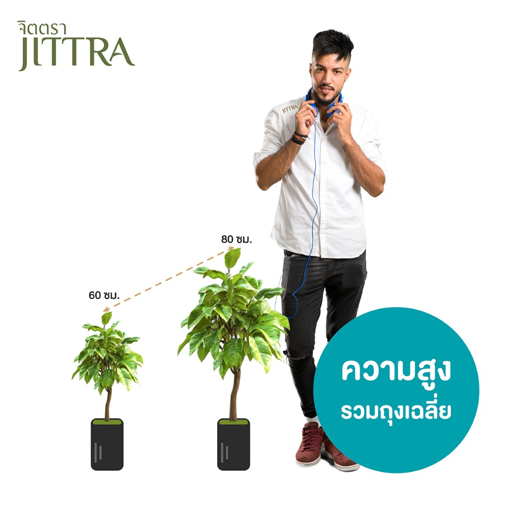 จิตตรา ต้นพันธุ์มะม่วงยายกล่ำ เสียบยอดสูง 60-80 ซม. โตไวให้ผลเร็ว พร้อมส่ง เคลมฟรี ต้นพันธุ์ผลไม้ - รูปที่ 2