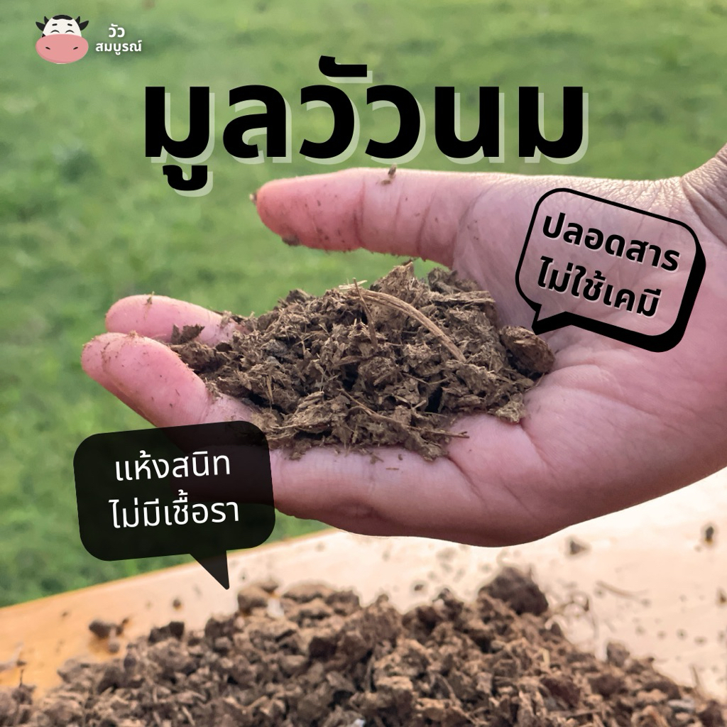 ปุ๋ยคอกวัวนมตากแห้ง แท้ 100% | ปุ๋ยอินทรีย์ปรับสภาพดิน บำรุงพืชผัก ผลไม้