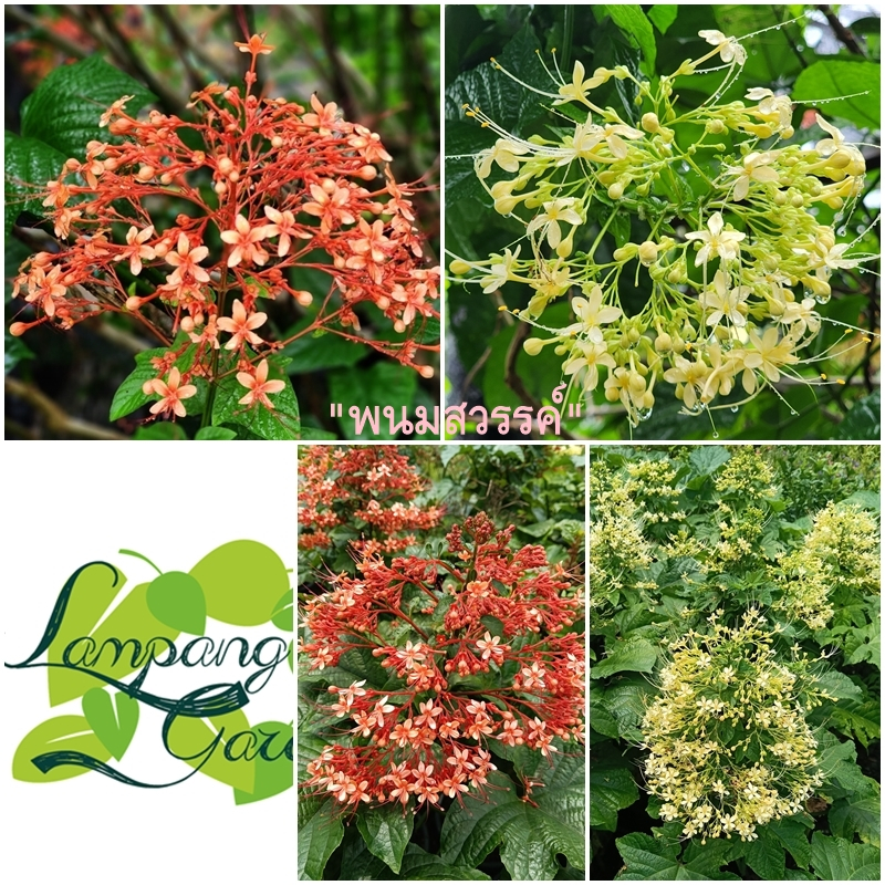 👑ต้นพนมสวรรค์ สีแดง/สีขาว-เหลือง กระถาง 4 นิ้ว ไม้กระถาง ไม้แต่งสวน ไม้จัดสวน ไม้รำไร ไม้แดด👑
