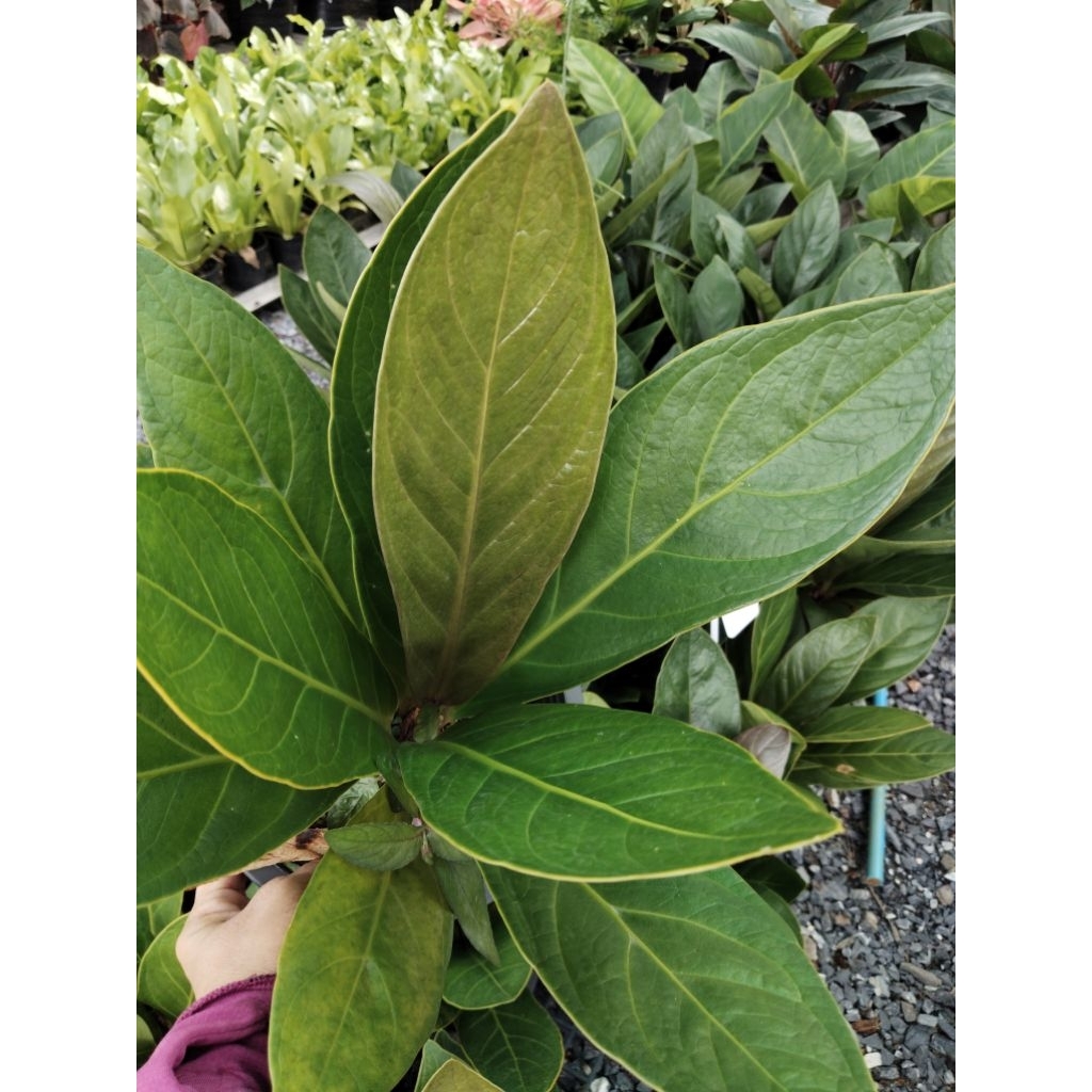 เศรษฐีเงินหนาในยาว Anthurium jermanii หน้าวัวใบ