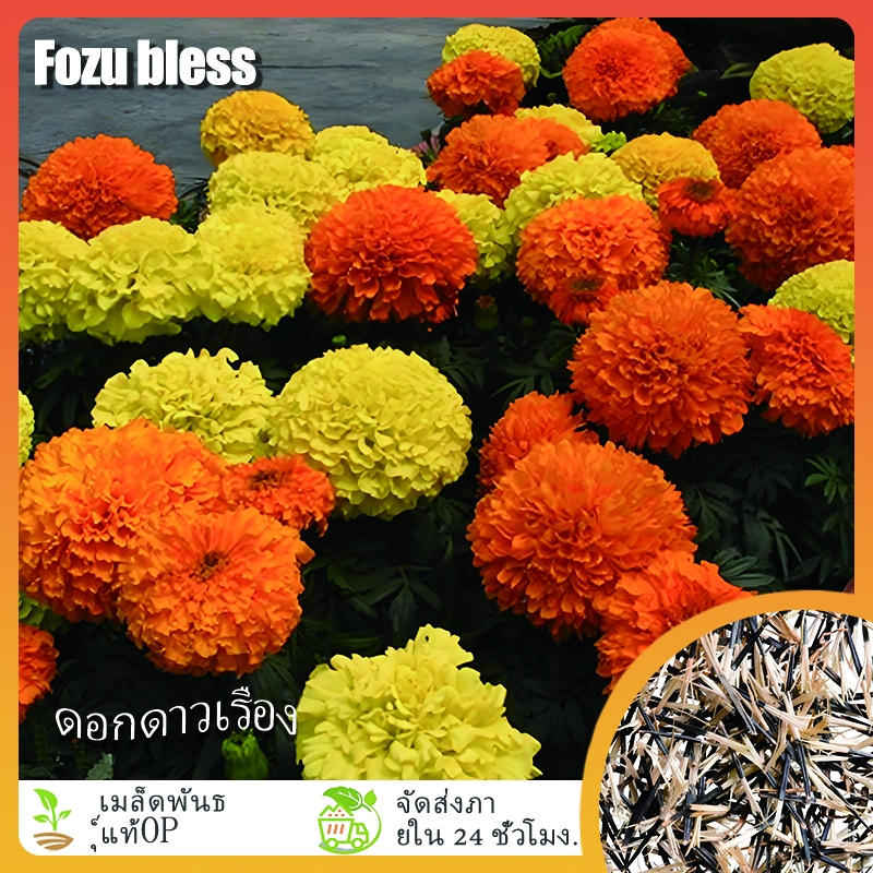 FOZU เมล็ดดาวเรืองคละสี 300 เมล็ด