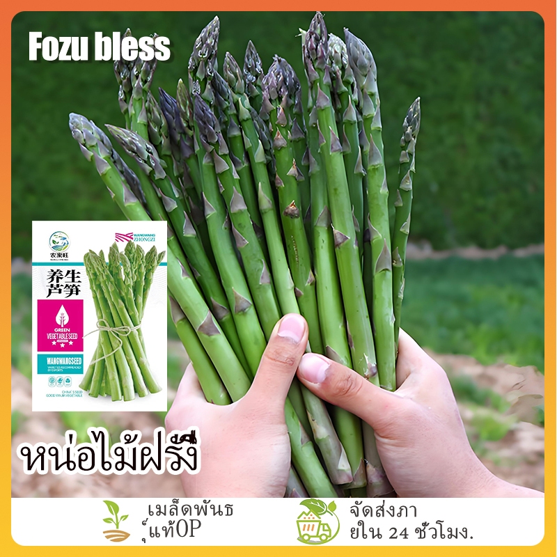 FOZU เมล็ดพันธุ์ หน่อไม้ฝรั่ง 50 เมล็ด อัตรางอกสูง ทนโรค ปลูกครั้งเดียว เก็บเกี่ยวได้นานหลายปี