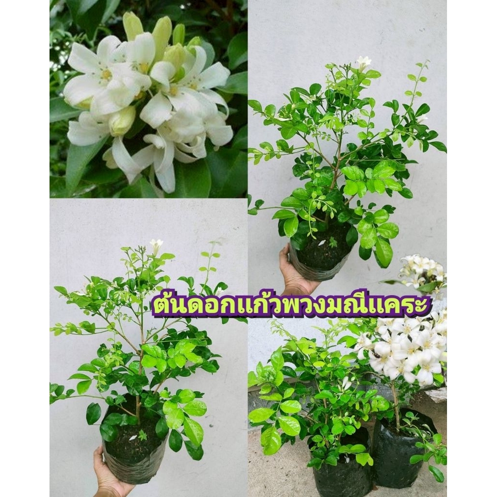 ต้นดอกเเก้วเเคระพวงมณี พร้อมออกดอก สินค้าตรงปก ดอกกลิ่นหอม ออกดอกดก ต้นเเข็งเเรงพร้อมปลูก สินค้าเสียหายยินดีเคลมฟรี