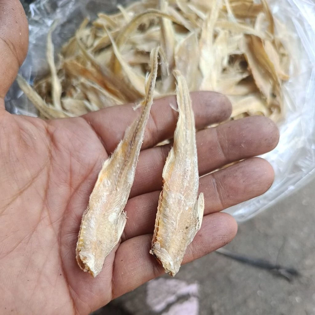 ปลาแก้ว,ใบอ้อยพม่าตากแห้ง1kilo(มีสินค้าพร้อมส่ง)