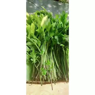 เมล็ดพันธุ์จิงจูฉ่าย ปลูกง่ายในพื้นที่จำกัด ดูแลไม่ยุ่งยาก ทนแดด 90-200 เมล็ด ทนฝน โตไวภายใน 30 วัน (10แถม1)