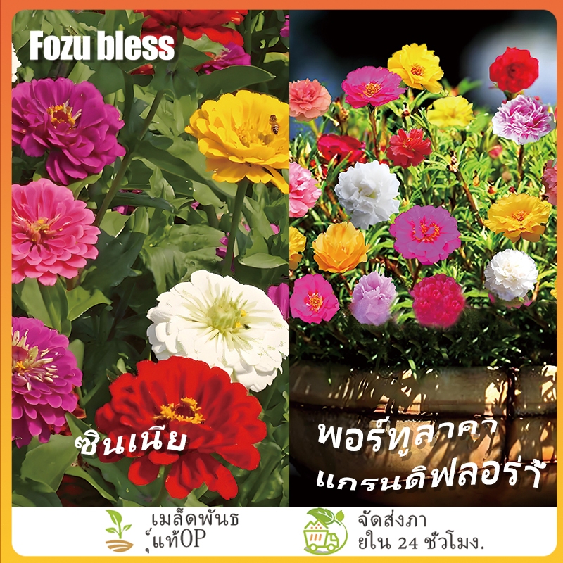 เมล็ดผักเบี้ย 1,000 เมล็ด/เมล็ดบานชื่น 100 เมล็ด ปลูกง่าย โตเร็ว ผลผลิตสูง