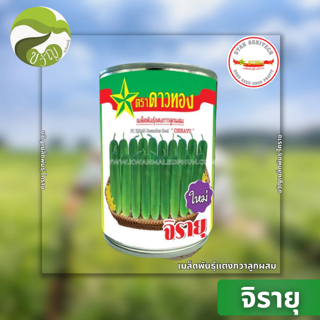 จิรายุ แตงกวาลูกผสม เมล็ดพันธุ์ ตรา ดาวทอง ลอตใหม่