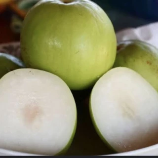 ต้นพุทราหิมะขาว ลูกใหญ่ เนื้อหนาหวานกรอบ สูง 70-80ซ.ม แบบทาบกิ่ง