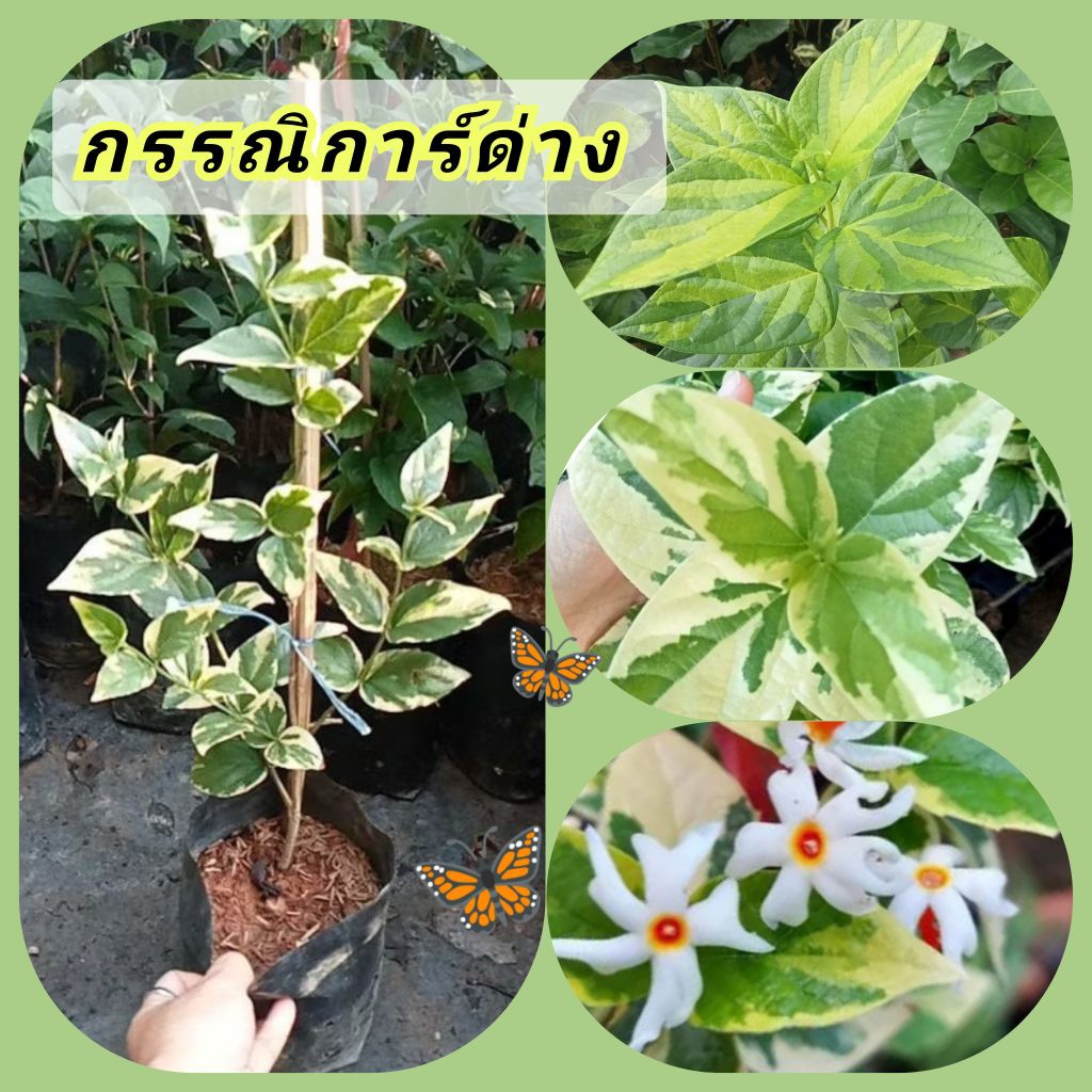 ต้นกรรณิการ์ด่างขาว/ด่างเขียว🌿ไม้ไทยโบราณหายาก🌸แบบชำกิ่งต้นสูง40-60ซม.