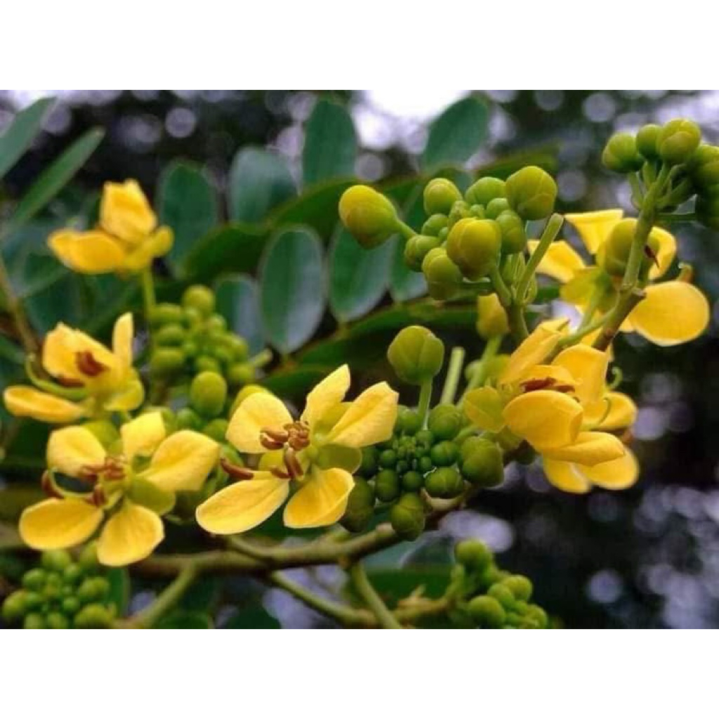 ☘️☘️ต้นขี้เหล็กขาวเพราะเมล็ด☘️☘️ต้นสูงประมาณ 30 เซนติเมตรพร้อมปลูก - รูปที่ 3