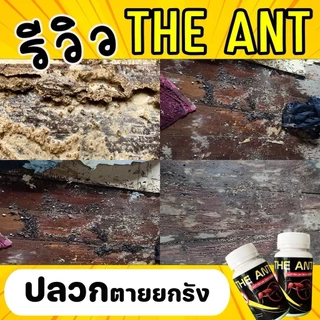 The Ant ผงกำจัด มด ปลวก แมลงสาบ สูตรตายยกรัง ภายใน 5 นาที