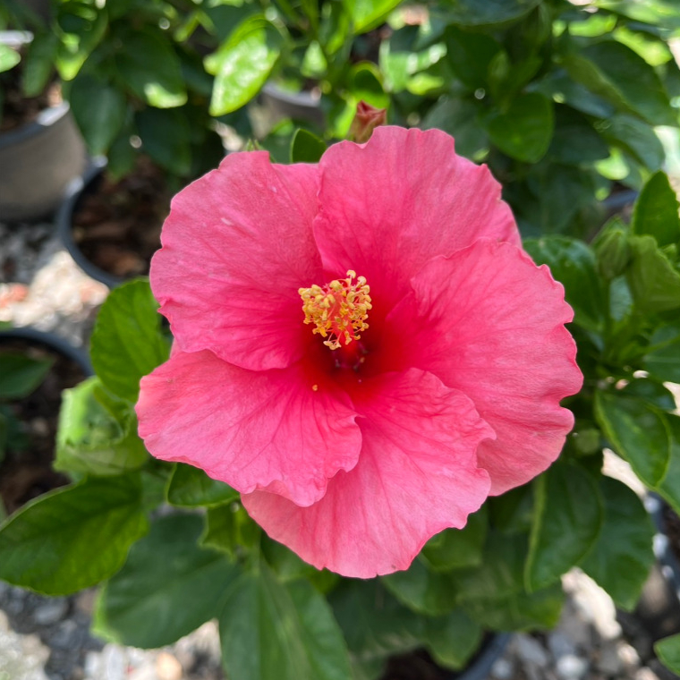 ชบาชมพูอังกฤษ กลีบชั้นเดียว สีชมพูสวยมาก Hibiscus, Pink Hibiscus