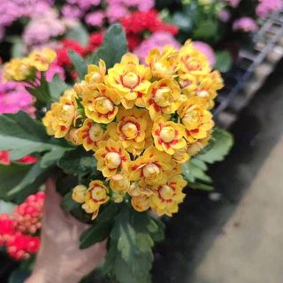 กุหลาบหินดอกซ้อน ดอกสีทูโทน และสีเดี่ยว เลี้ยงง่าย ดอกสีสด Kalanchoe