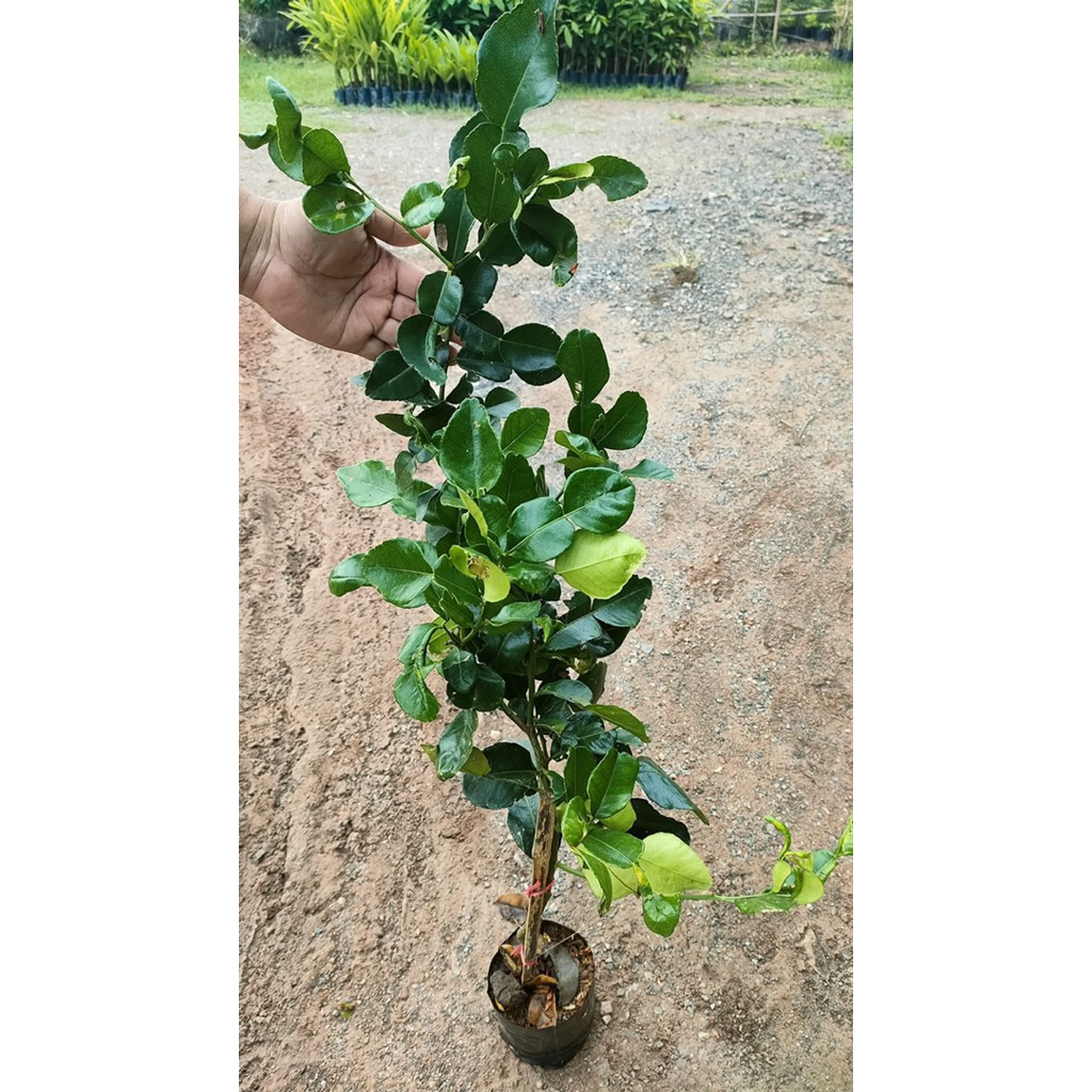 🍀🌳ต้นมะกรูดพันธุ์หอม🍀🌳