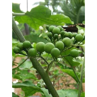 เมล็ดพันธุ์ มะเขือพวง 50 เมล็ด [10แถม2]คละได้