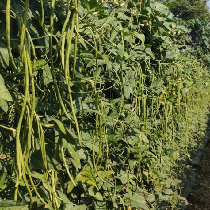 เมล็ดพันธุ์ ถั่วฝักยาวถั่วค้าง 40 เมล็ด  อัตรางอกสูง โตเร็ว ปลูกง่าย ทนแดด [10 แถม 1 คละได้]