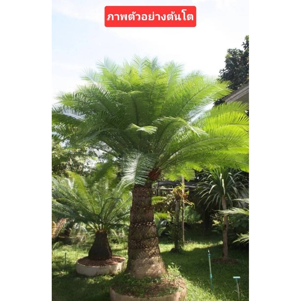 ต้นปรงเขาชะเมา,ปรงชะเมา,มะพร้าวสีดา ขนาด40-50ซม. กระถาง6นิ้วมีจานรอง