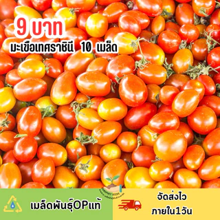 9 บาท มะเขือเทศราชินี บรรจุ 10 เมล็ด