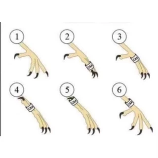 ห่วงขานกกรงหัวจุก 5ชิ้น คละสี