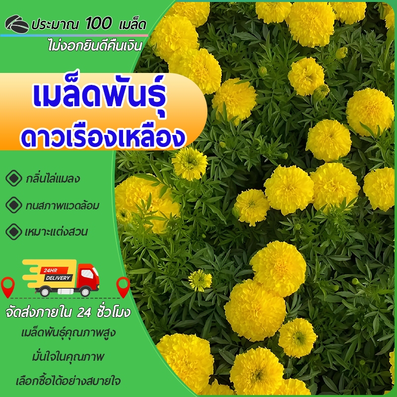 100 เมล็ด เมล็ดพันธุ์ดาวเรืองเหลือง เมล็ดดาวเรืองใหญ่ เมล็ดดอกดาวเรือง เมล็ดแท้ อัตราการงอกสูง
