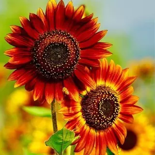 50เมล็ด เมล็ดพันธุ์ ทานตะวันสีแดง ทานตะวัน Velvet Queen Sunflower Seed คุณภาพดี ราคาถูก ของแท้