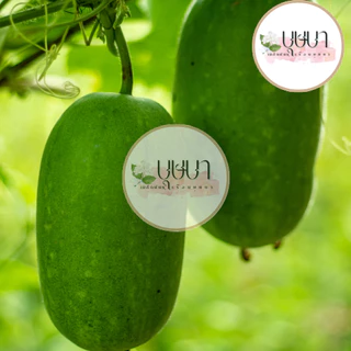 เมล็ดพันธุ์ฟักแฟง 9บาท 20เมล็ด