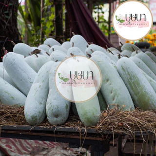 เมล็ดพันธุ์ฟักแฟง 9บาท 20เมล็ด